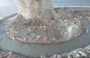 Quita Ayuntamiento adoquines y coloca cemento alrededor de árboles