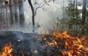 Chiapas, el estado con más hectáreas quemadas en el país