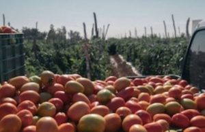 México ya es el segundo ‘marchante’ favorito del campo de EU