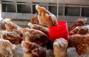 España sacrifica más de 130 mil gallinas debido a un brote de gripe aviar