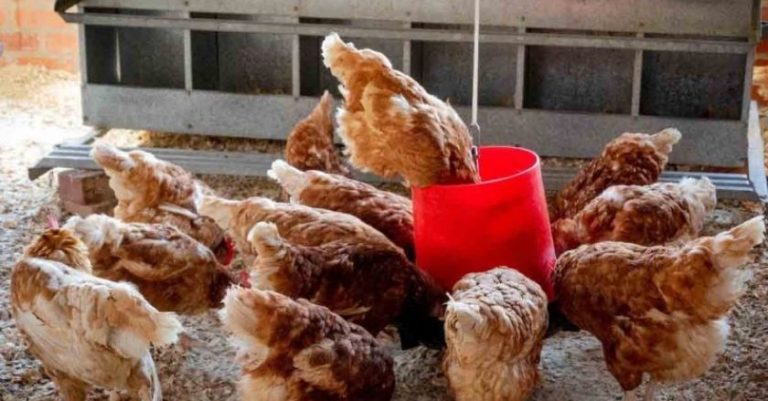 España sacrifica más de 130 mil gallinas debido a un brote de gripe aviar