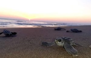 Nacen cuatro crías de Tortuga Láud en el campamento tortuguero de Puerto Arista