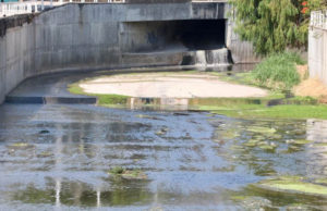 Siguen trabajos de limpieza en el Río Sabinal