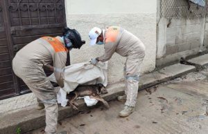 Rescate de canino por parte protección civil