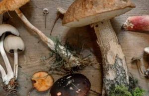 La carne del futuro viene de los hongos, y ha llegado para quedarse