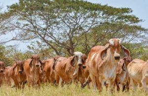 Invaden grupos armados rancho en Chiapas