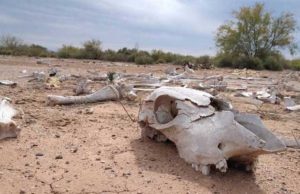 Más de la mitad del territorio mexicano enfrenta actualmente una sequía