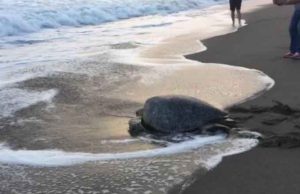 Rescatan a tortuga gigante en playa de Tonalá, Chiapas
