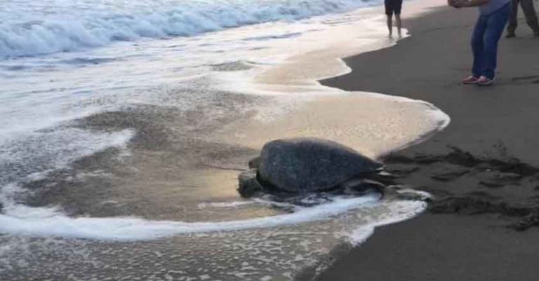 Rescatan a tortuga gigante en playa de Tonalá, Chiapas