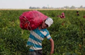 Pobreza aumenta la presencia de niños y adolescentes jornaleros y en situación de calle