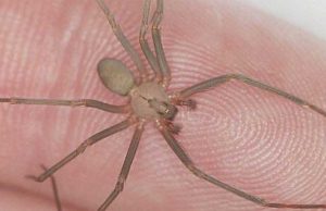 Comienza temporada de arañas violinistas en México; esto debes saber