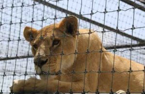 PROFEPA traslada a más animales de Black Jaguar a Morelos, Chiapas y Veracruz