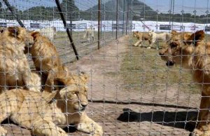 Catean santuario Black Jaguar-White Tiger en busca de fosas clandestinas con animales