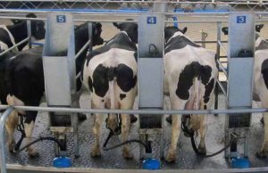 Oportunidades de desarrollo de la lechería tropical en Chiapas