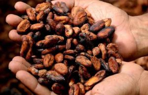 El cacao mexicano y la importancia de preservarlo