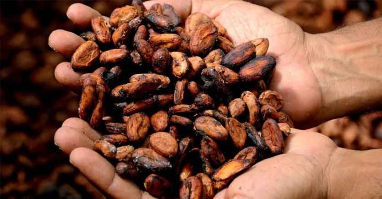 El cacao mexicano y la importancia de preservarlo