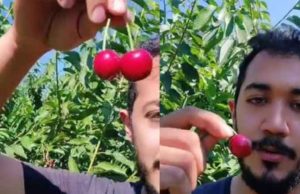 Mexicano revela que gana hasta 3 mil pesos diarios por piscar cereza… ¡en Canadá!
