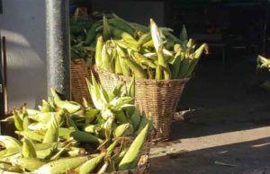 Sader busca entregar fertilizante a más de 229 mil productores de Chiapas