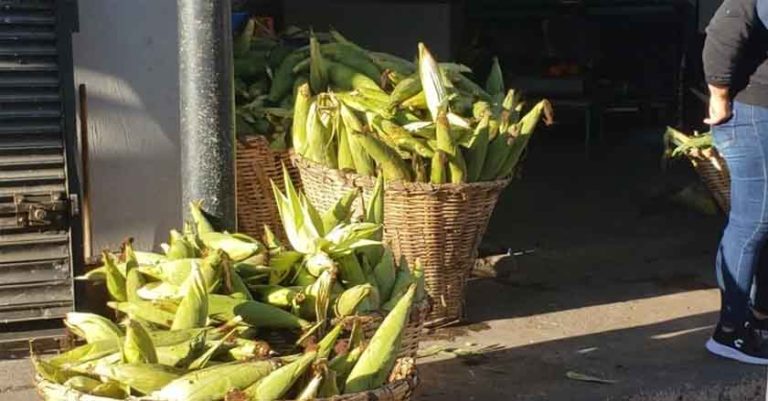 Sader busca entregar fertilizante a más de 229 mil productores de Chiapas