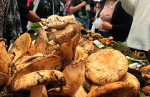 Inauguran XXX Expo Hongos de Chiapas