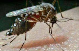 Chiapanecas, las más afectadas por dengue; hasta agosto