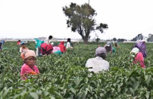 Mujeres trabajadoras agrícolas denuncian desigualdad: Periplo