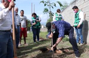 Ayuntamiento de Tuxtla restaura y recupera el arbolado capitalino.