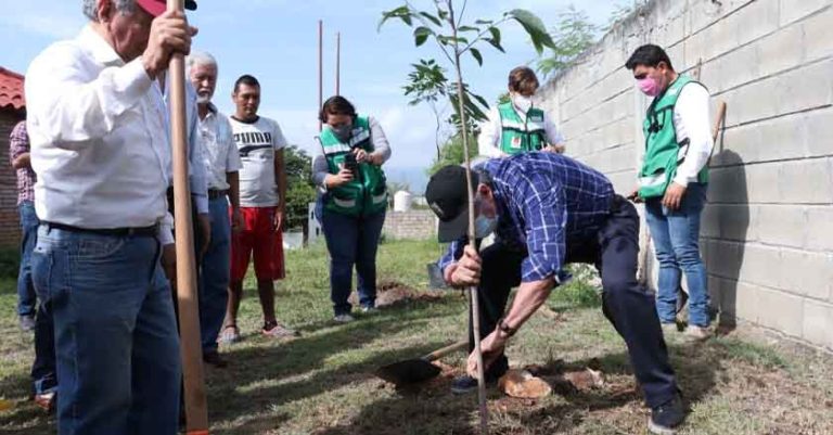 Ayuntamiento de Tuxtla restaura y recupera el arbolado capitalino.