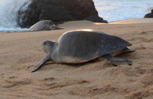 Registran alta mortandad de tortugas marinas en Chiapas