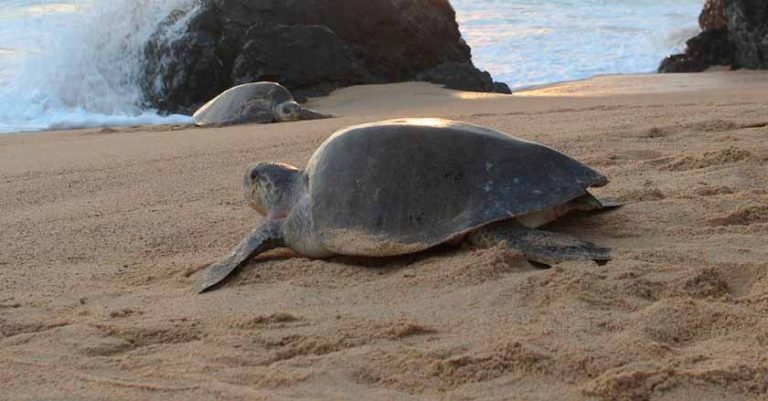 Registran alta mortandad de tortugas marinas en Chiapas