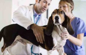 Hoy se celebra el día del veterinario zootecnista