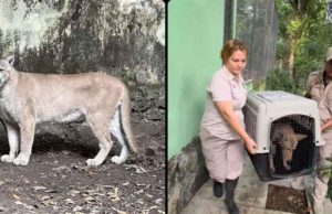 ZooMAT de Chiapas recibe un puma y dos coyotes rescatados del santuario Black Jaguar