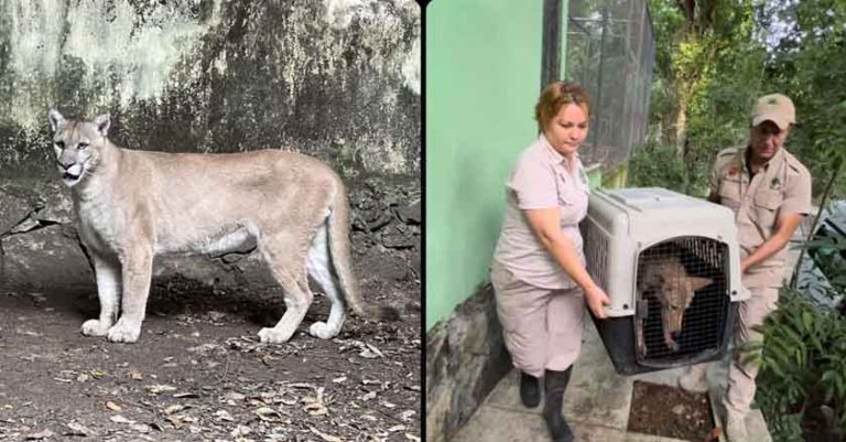 ZooMAT de Chiapas recibe un puma y dos coyotes rescatados del santuario Black Jaguar