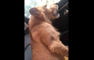 En Chiapas, tzotzil se pasea en camioneta de lujo con león africano