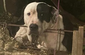 No será sacrificado Max, el valiente canino que defendía su hogar