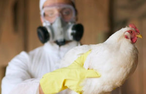 Registran brote de influenza aviar en una granja en Chiapas