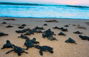 Invita la Secretaría del Medio Ambiente a la liberación de tortugas marinas en Barra de Zacapulco