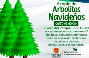 Activan centro de acopio de Árboles navideños naturales en EL VIVERO MUNICIPAL Caña Hueca