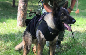 Erigirán en Estambul un monumento a Proteo, perro rescatista de la Sedena que murió en Turquía