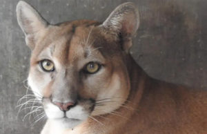 El ZooMAT tiene nueva huésped, conoce a la puma ‘Chaká’