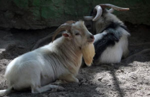El zoológico de Chilpancingo sacrificó cuatro cabras pigmeas para la cena de Año Nuevo