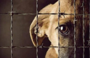 Chiapas, el tercer estado con más casos de maltrato animal a nivel nacional