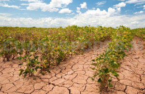 Conagua prevé déficit de lluvia en Chiapas para este año
