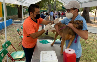 Anuncia Ayuntamiento de Tuxtla Campaña de Vacunación Antirrábica Canina y Felina 2023