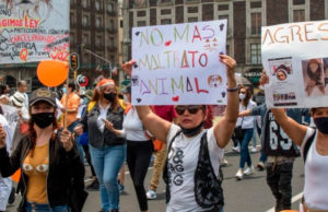 AMLO presentará una reforma constitucional para reconocer los derechos de los animales y declararlos seres sintientes