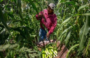 Canadá se une a Estados Unidos en su disputa contra México por el maíz transgénico