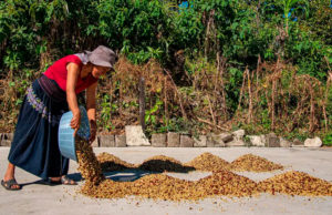 Cafetaleros de Chiapas pierden hasta el 30 % de sus cosechas por crisis climática
