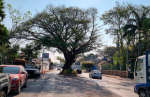 Realizará Protección Civil Tuxtla medidas preventivas de mantenimiento en uno de los árboles Patrimonio Municipal