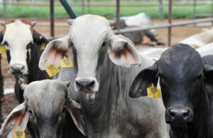 En Chiapas, Ganaderos exigen cierre de la frontera sur por gusano barrenador